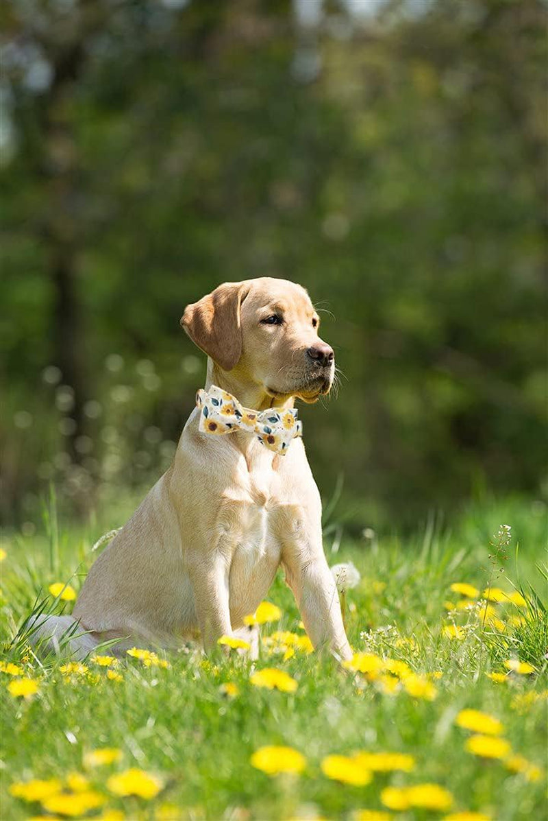 Sunflower Print Dog Collar, Girl Dog Collar with Bow Adjustable Soft Bow Tie Dog Collars for Medium Dogs